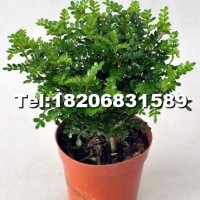 清香木