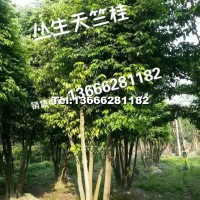 叢生天竺桂