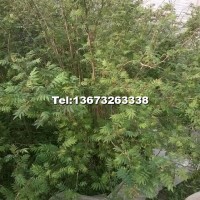 珍珠梅