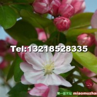 西府海棠