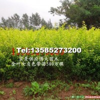 金葉女貞