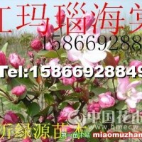 紅瑪瑙海棠