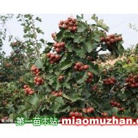 大金星山楂苗