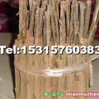 毛白楊