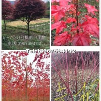 紅葉石楠