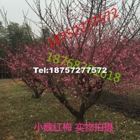 紅梅