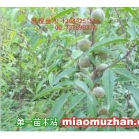 山桃苗