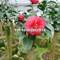 盆栽茶花 油茶嫁接全國承接