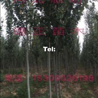 新疆楊