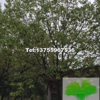 香樟