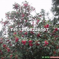 紅花荷