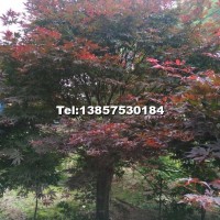 紅楓