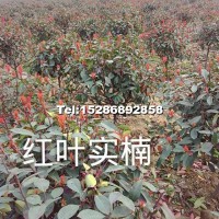 紅葉石楠