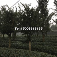 羅漢松