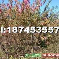 叢生茶條槭