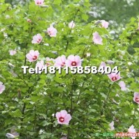 木槿