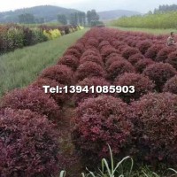 紅葉李