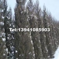 沈陽柏樹