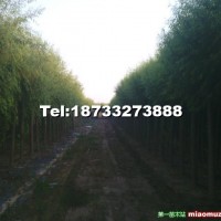 柳樹