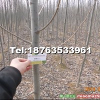 毛白楊