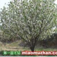 八棱海棠樹