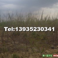 山桃