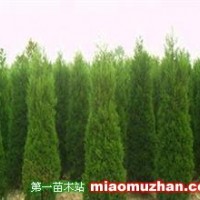 蜀檜