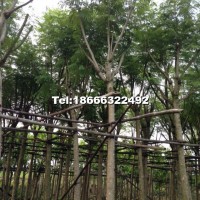 藍(lán)花楹