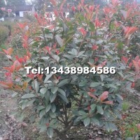 紅葉石楠球
