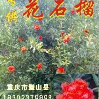 花石榴