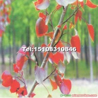 紅葉楊