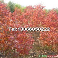 紅葉白蠟小苗