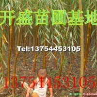 金絲垂柳