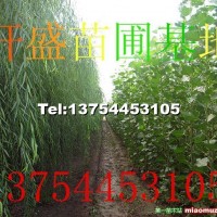 楊樹