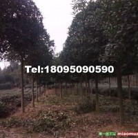 桂花樹(shù)