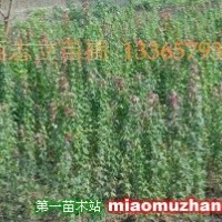 三角楓
