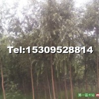 竹柳