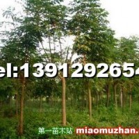欒樹