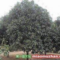 桂花樹