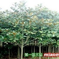 廣玉蘭