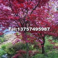 紅楓