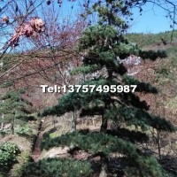 五針?biāo)?/></a>
<div><a href=