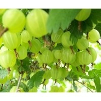 燈籠果苗