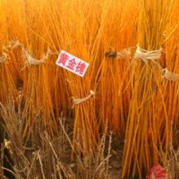 黃金槐