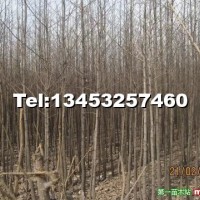 速生楊107