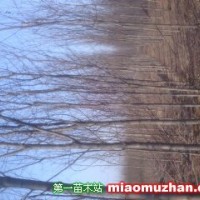 香花槐