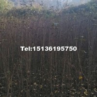 山茱萸樹苗