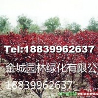 矮櫻