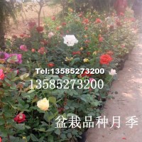 品種月季