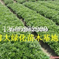 海桐小苗